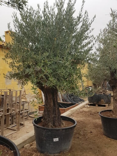 Olea Europaea (1)