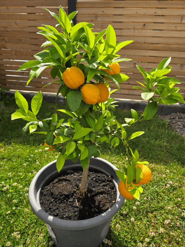 Orangenbäume