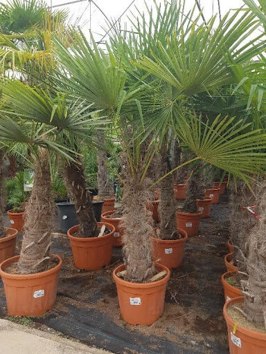 Trachycarpus Fortunei